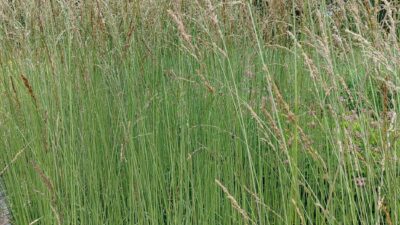 Molinia caerulea 'Dauerstrahl'