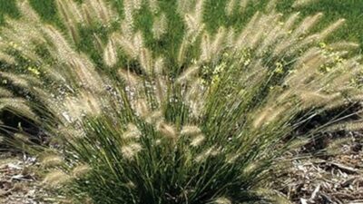 Pennisetum