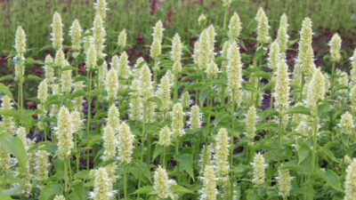 Agastache rugosa 'Alabaster'