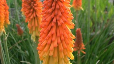 Kniphofia uvaria 'Grandiflora'