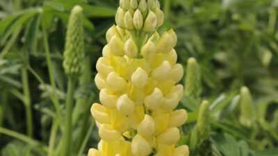 Lupinus 'Nanus Gallery Gelb'