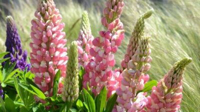 Lupinus 'Nanus Gallery Rosa'
