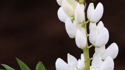 Lupinus 'Nanus Gallery Weiss'
