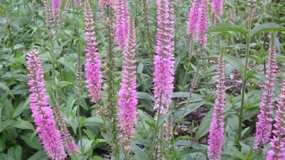 Veronica longifolia 'Pink Damask'