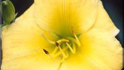Hemerocallis x cult. 'Puddin'