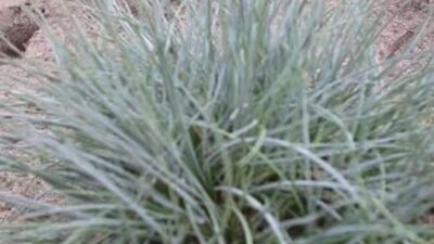 Festuca cinerea 'Zwergenkönig'