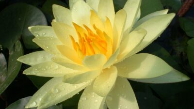 Nymphaea x cult. 'Joey Tomocik'