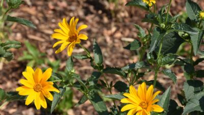 Heliopsis scabra 'Sommersonne'