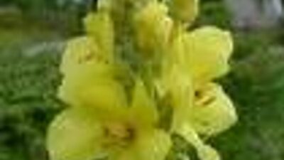 Verbascum densiflorum