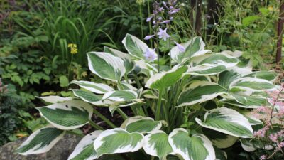 Hosta x fortunei 'Patriot'