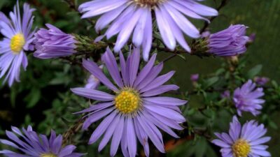 Aster laevis 'Calliope'
