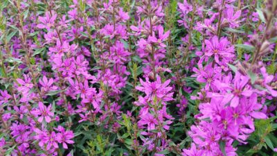 Lythrum virgatum 'Dropmore Scarlet'