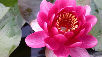 Nymphaea x cult. 'Perry's Baby Red'