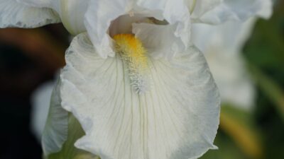 Iris x barbata-nana 'White Gem'