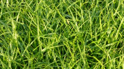 Carex morrowii