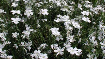 Linum perenne 'Nanum Diamant'