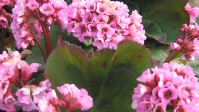 Bergenia cordifolia 'Herbstblüte'