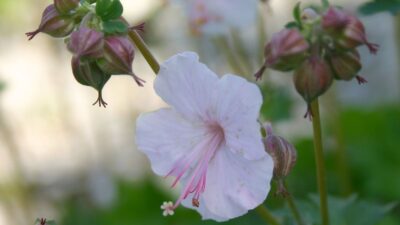 Geranium x cantabrigiense 'Saint Ola'
