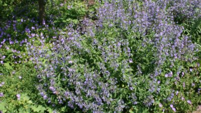 Nepeta sibirica 'Souvenir d'André Chaudron'