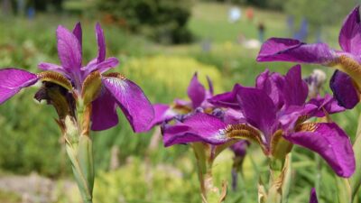 Iris sibirica 'Red Flame'