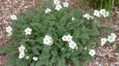 Erodium chrysanthum