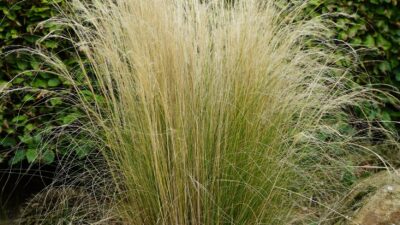 Stipa tenuissima