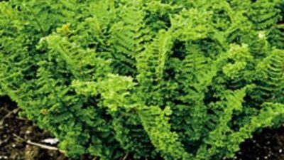 Dryopteris filix-mas 'Cristata'