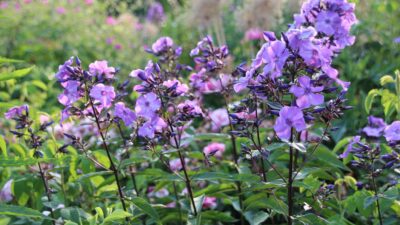 Phlox paniculata 'Blue Paradise'