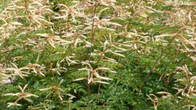 Aruncus aethusifolius 'Horatio'