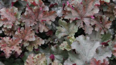 Heuchera micrantha 'Can Can' ®