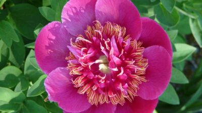 Paeonia officinalis 'Anemoniflora'