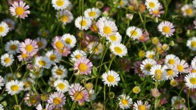 Erigeron karvinskianus 'Blütenmeer'