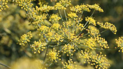 Anethum graveolens var. hortorum