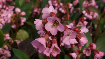 Bergenia cordifolia 'Rosi Klose'