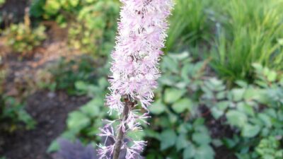 Actaea simplex 'Pink Spike' ®