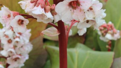 Bergenia cordifolia 'Silberlicht'