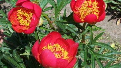 Paeonia peregrina 'Otto Froebel'