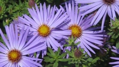 Aster oblongifolius 'October Skies'
