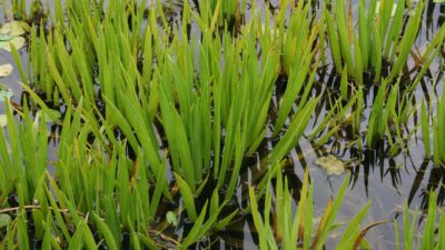 Stratiotes aloides