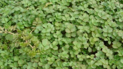 Acaena microphylla 'Grüner Zwerg'