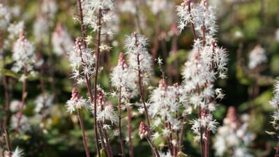 Tiarella laciniata 'Spring Symphony' ®