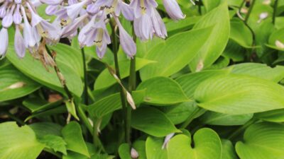 Hosta x tardiana 'Devon Green'