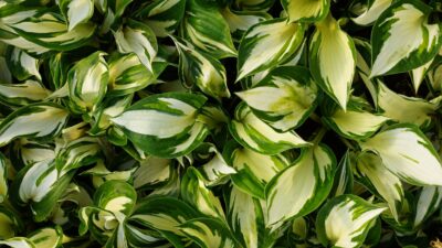 Hosta x fortunei 'Fire and Ice'