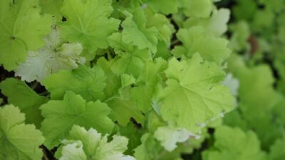 Heuchera villosa 'Citronelle' ®