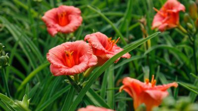 Hemerocallis x cult. 'Cosmopolitan'