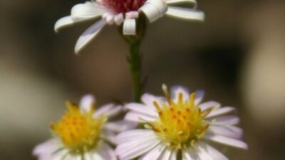 Aster ericoides 'Pink Cloud'