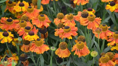 Helenium x cult. 'Sahin's Early Flowerer'