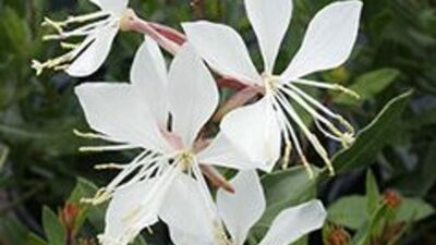 Gaura lindheimeri 'Summer Breeze'