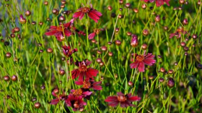 Coreopsis verticillata 'Ruby Red'