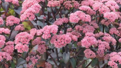 Sedum telephium 'Karfunkelstein'